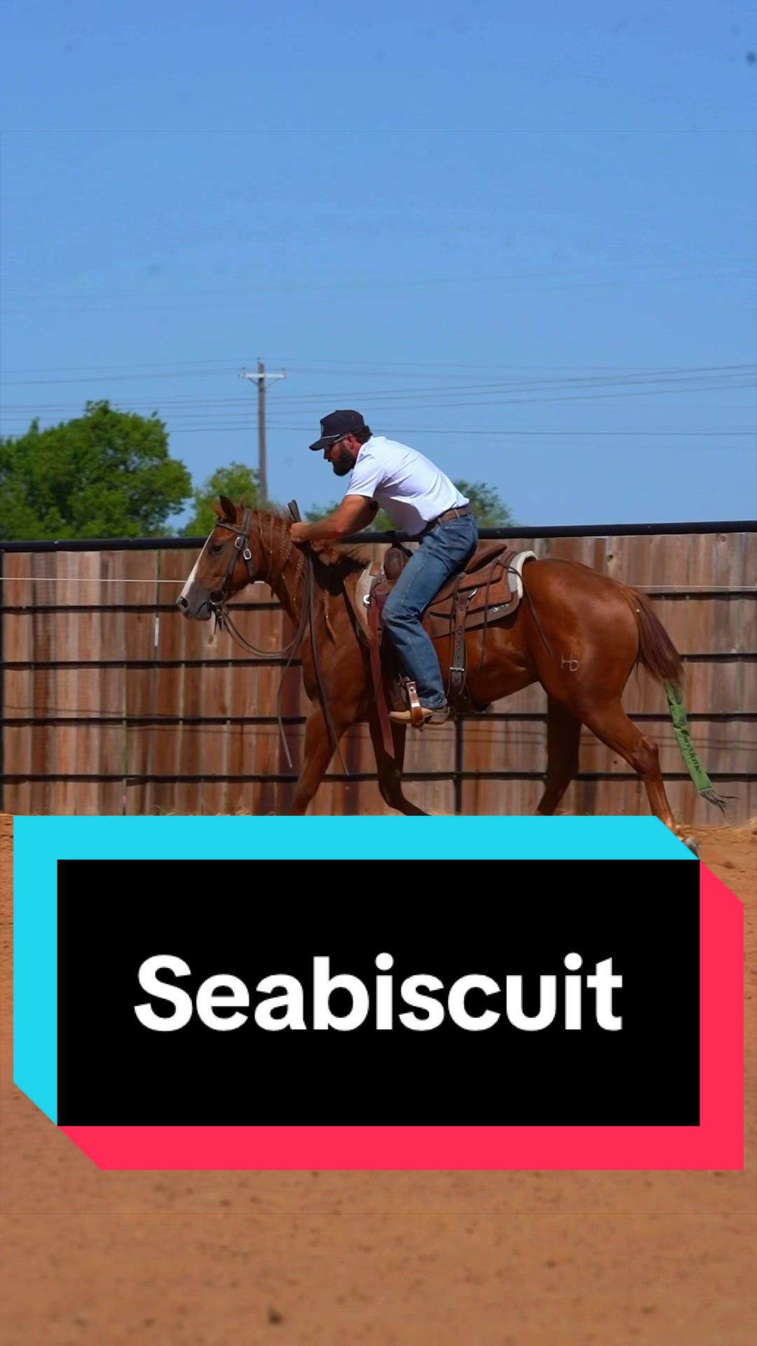 @WS Horses