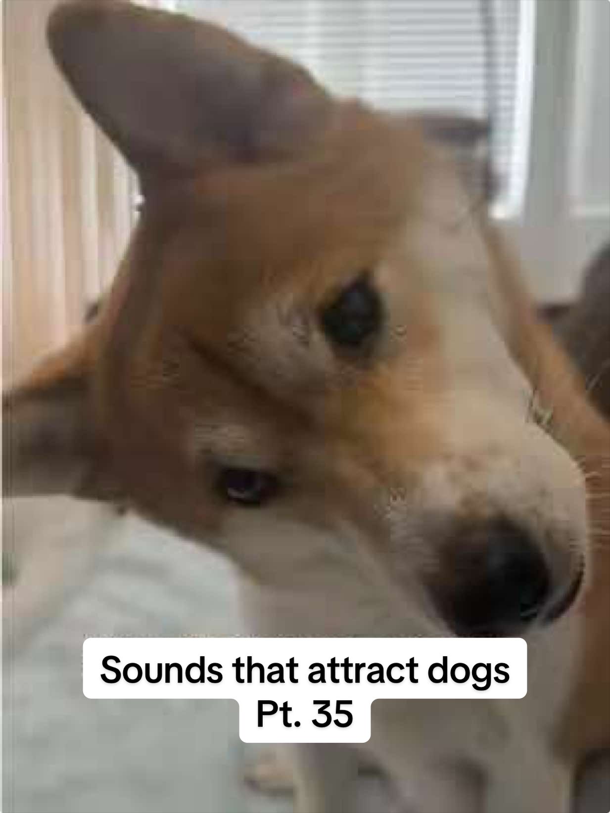 @Flock of Shibas 🐕🐕🐕