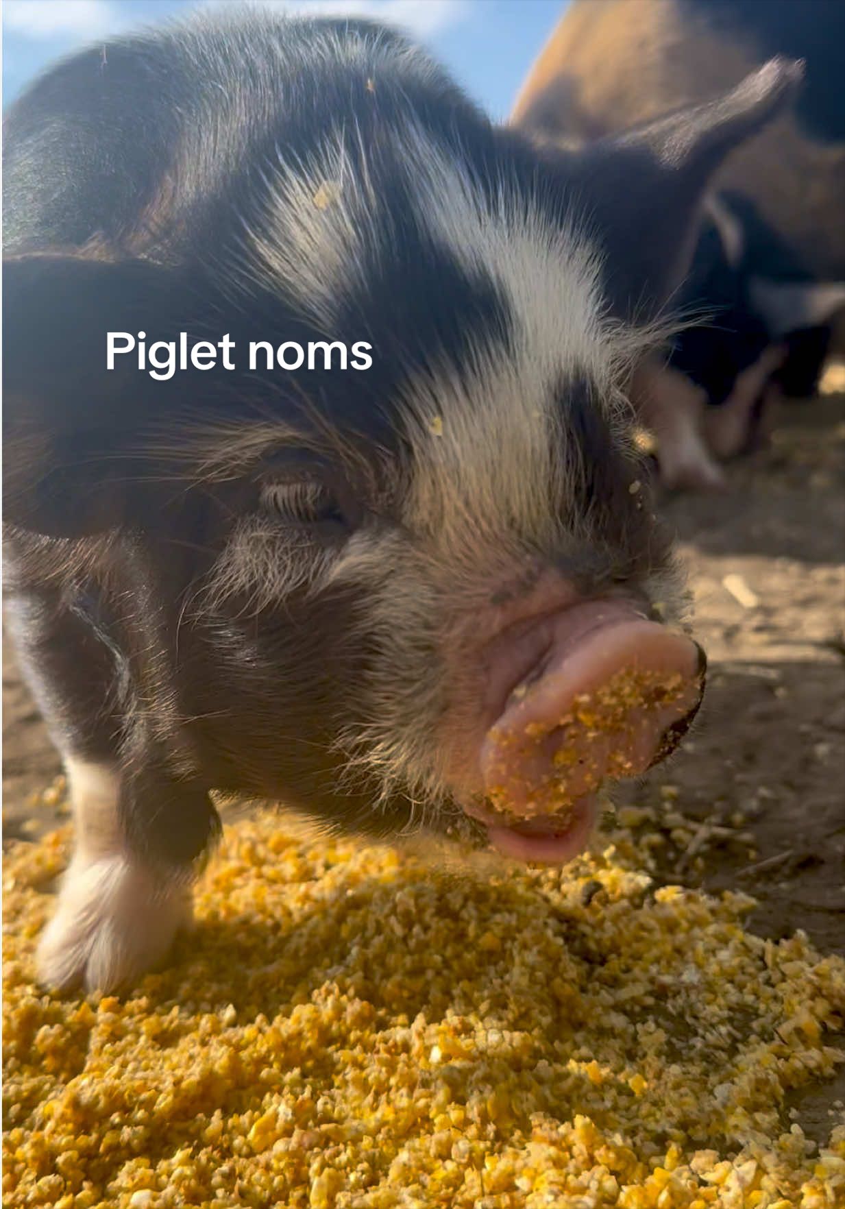 @prairiepiglets