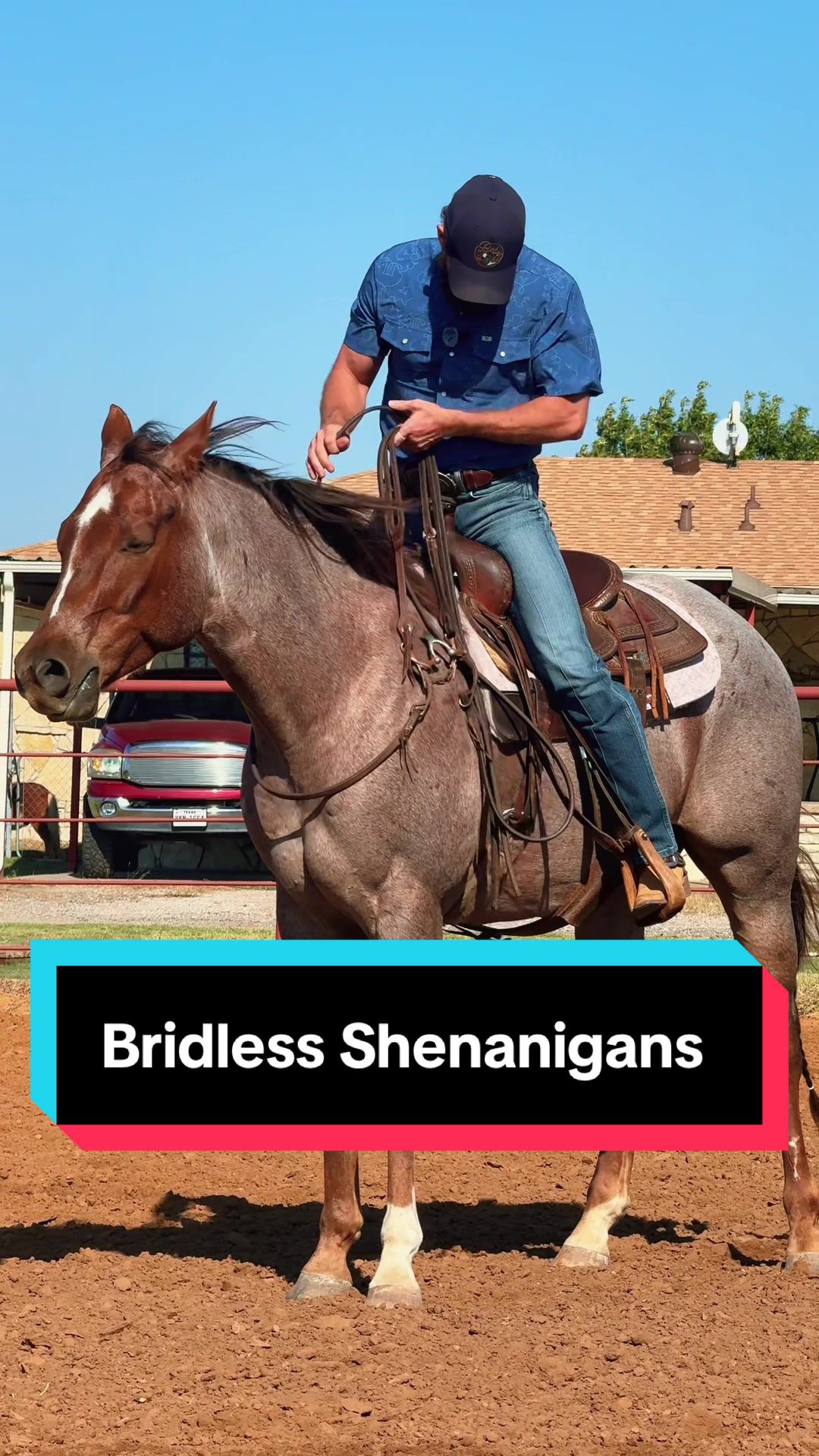 @WS Horses