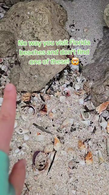 @The Seashell Mermaid 🐚