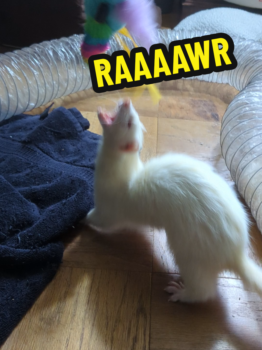 @Chaos Critters