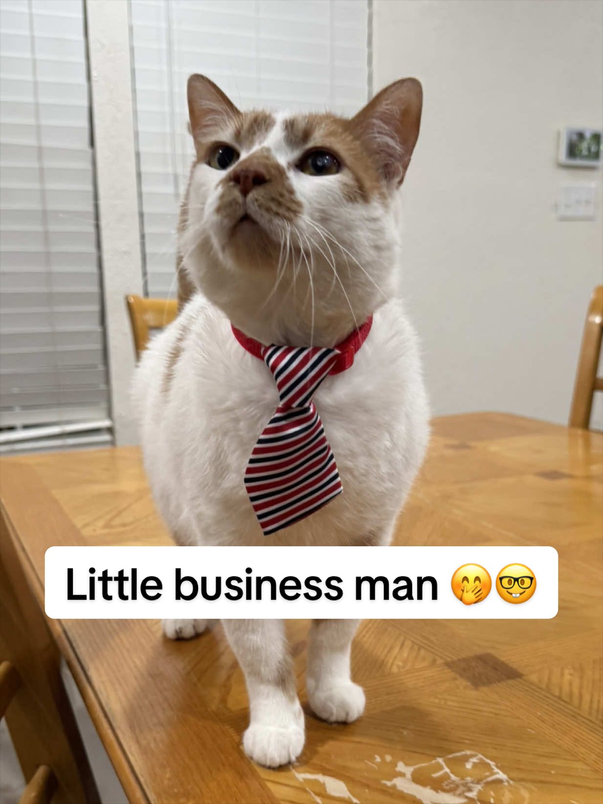 @whatthepurr