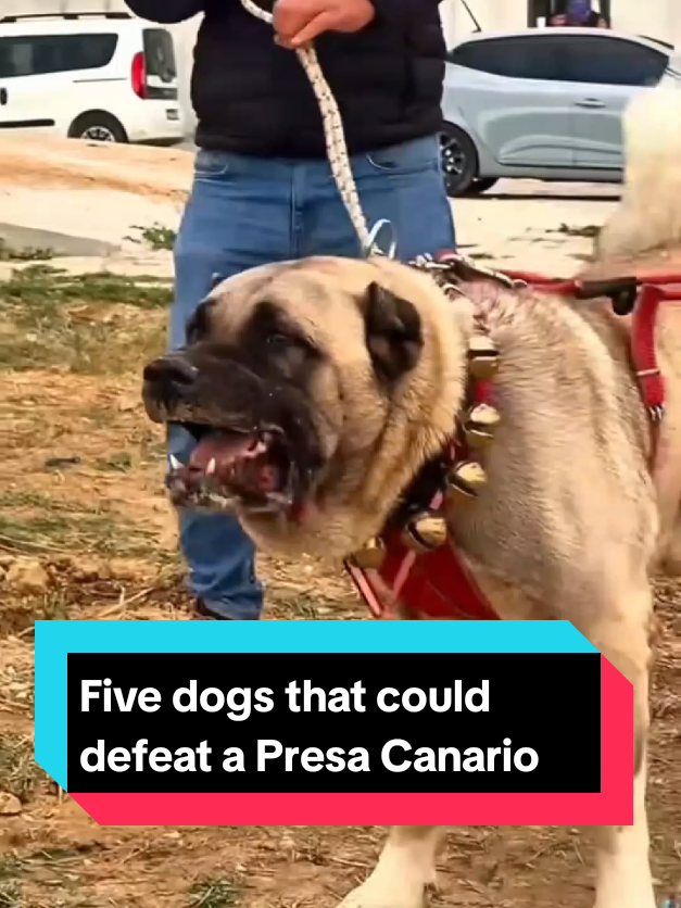 @The pet post