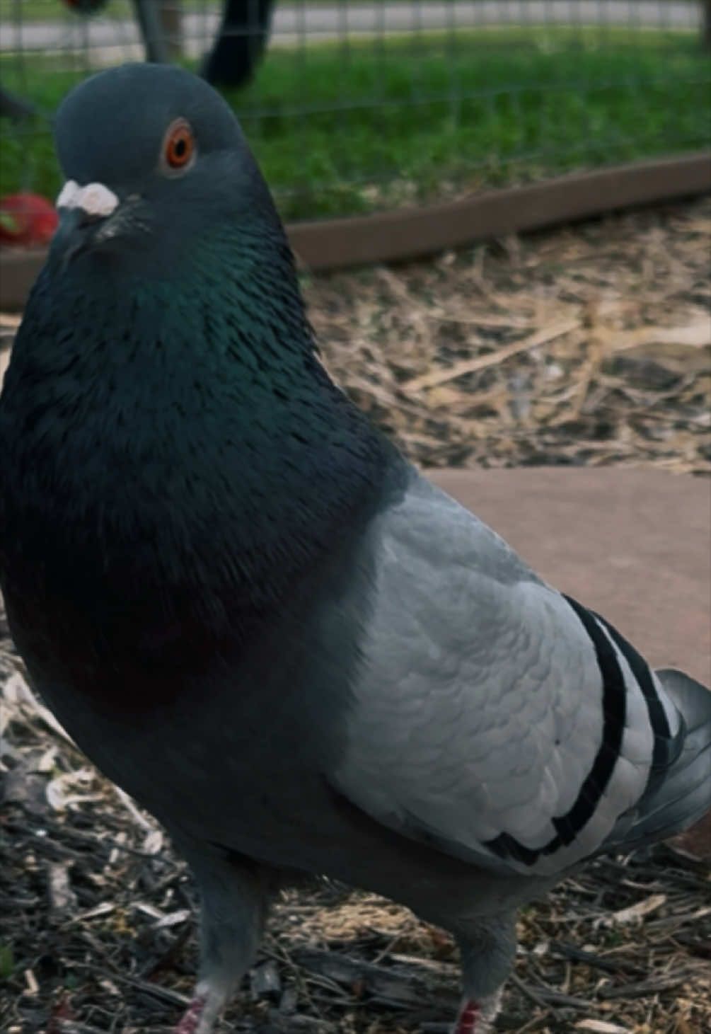 @Beebee The Pigeon
