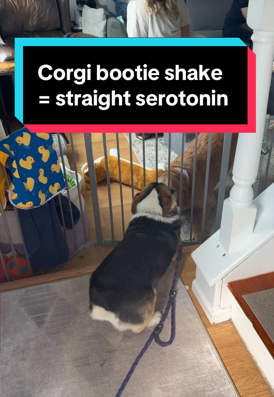 @Cannoli the Corgi