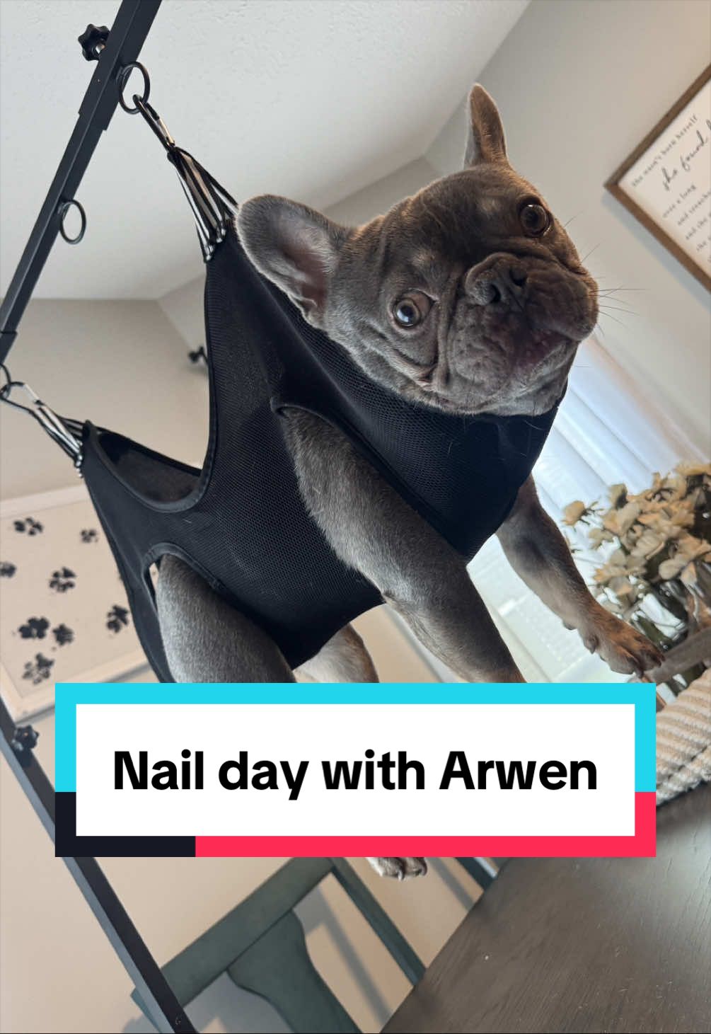 @Arwen the adorable Frenchie