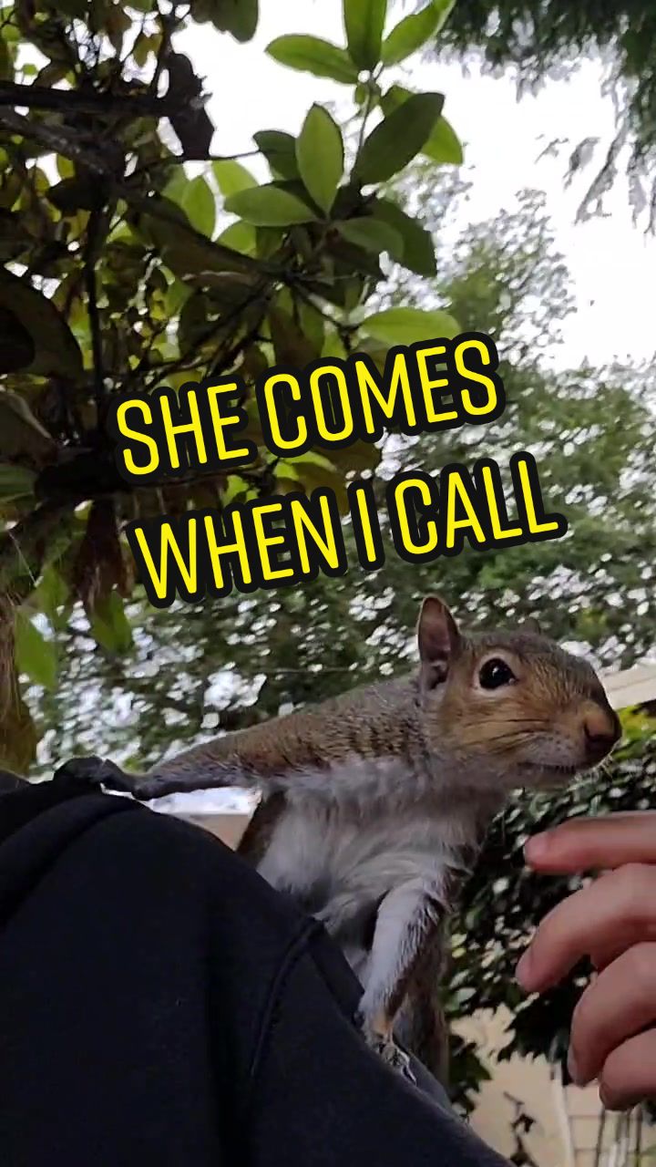 @ZippyTheRescueSquirrel