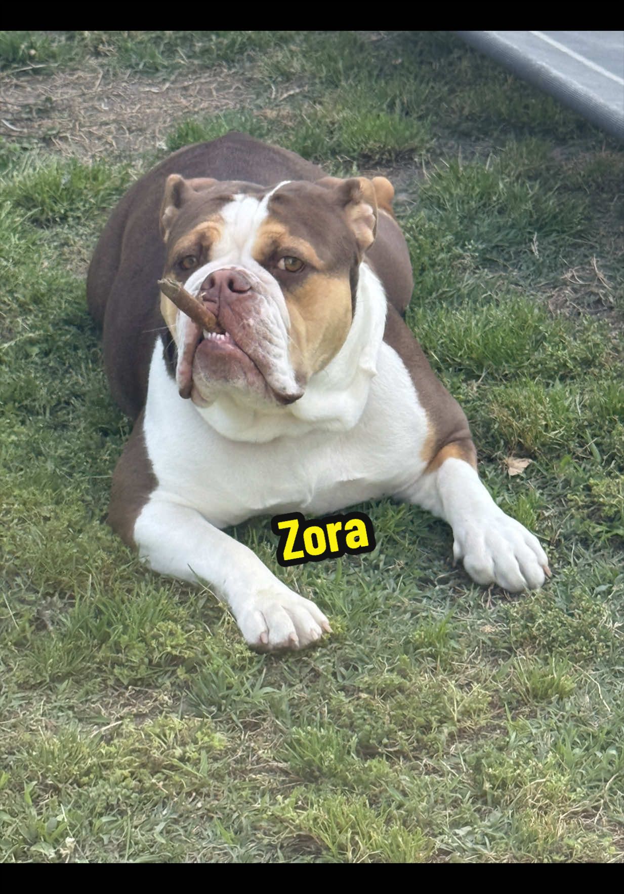 @Zora the bulldog