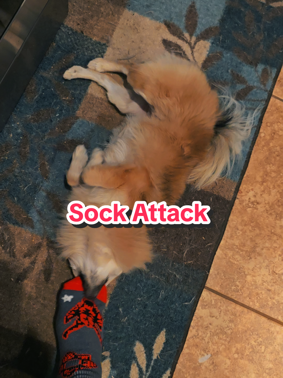 @The Dog Mom