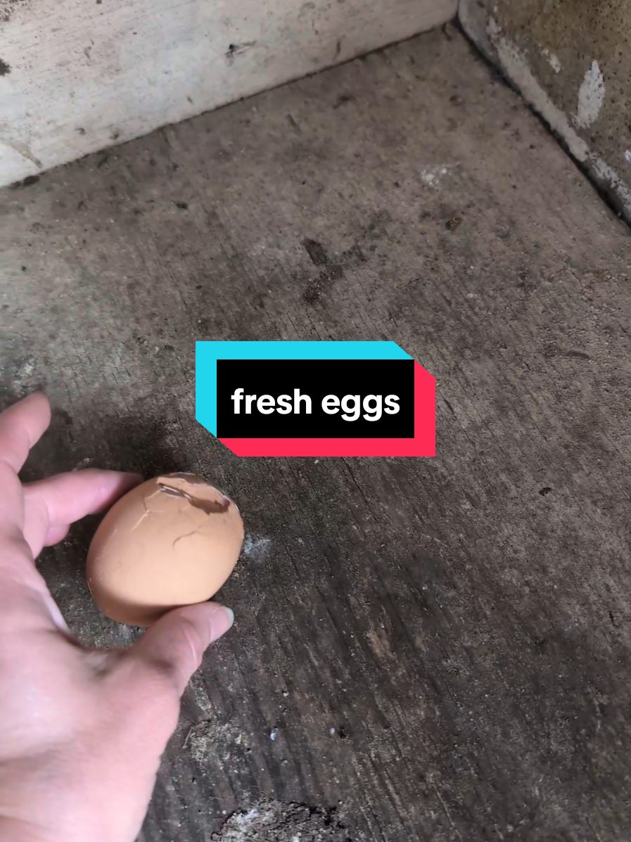 @Chickens & Bullies