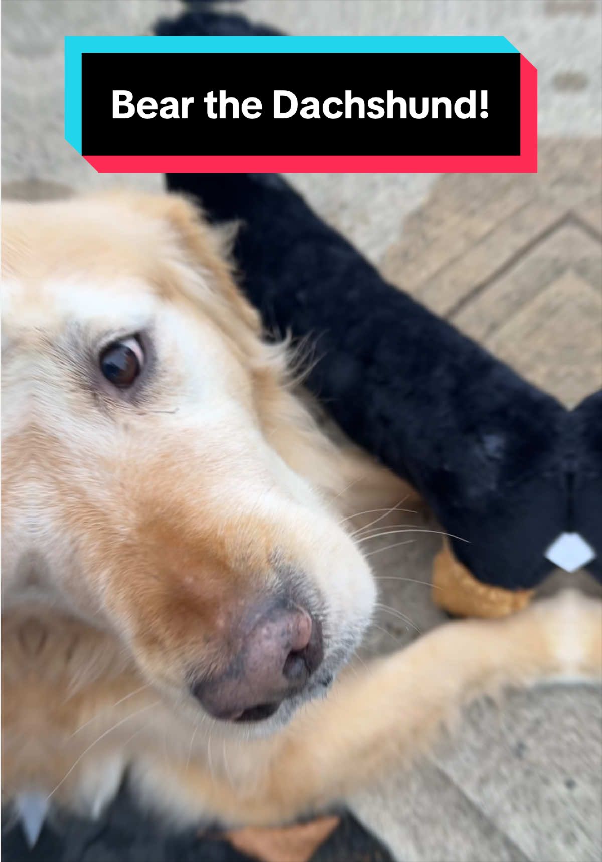 @dr.adam_christman_Veterinarian