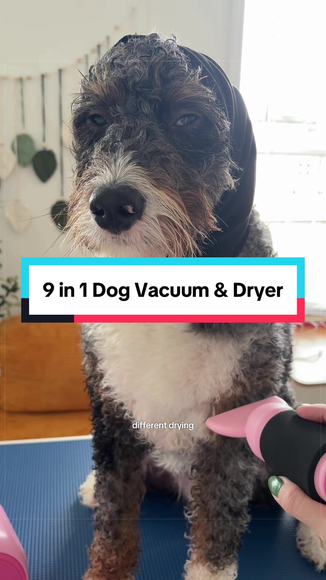 @Archie The Bernedoodle