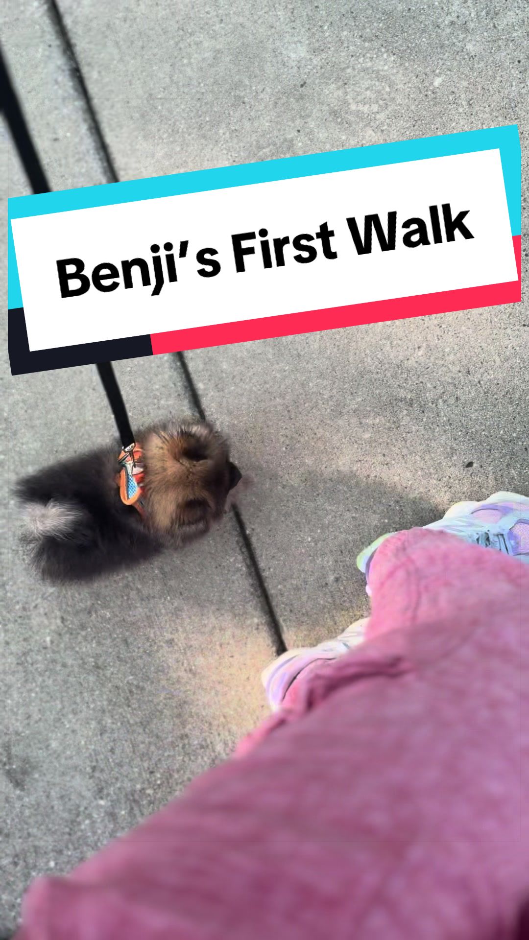 @blessedlittlepaw