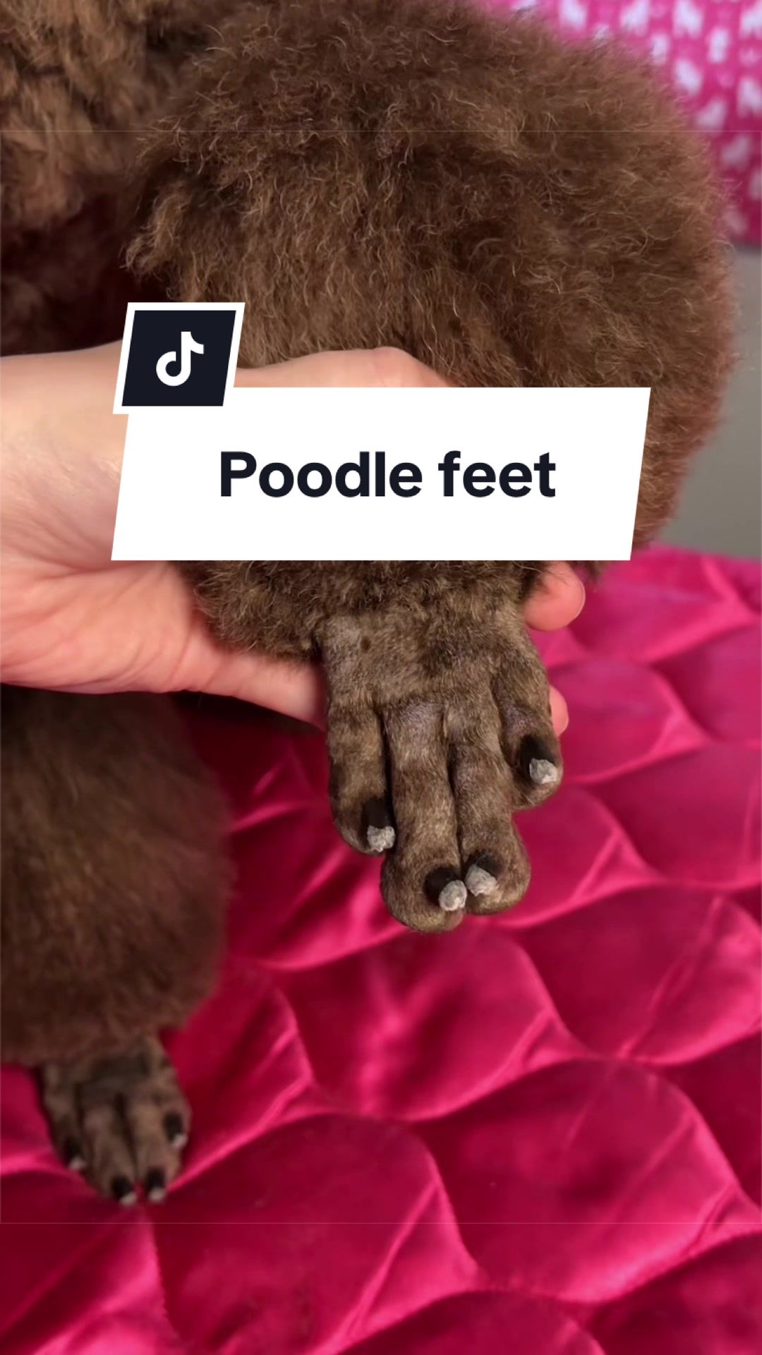 @Maddie, Jovie & Nessie🤍🤎🐩