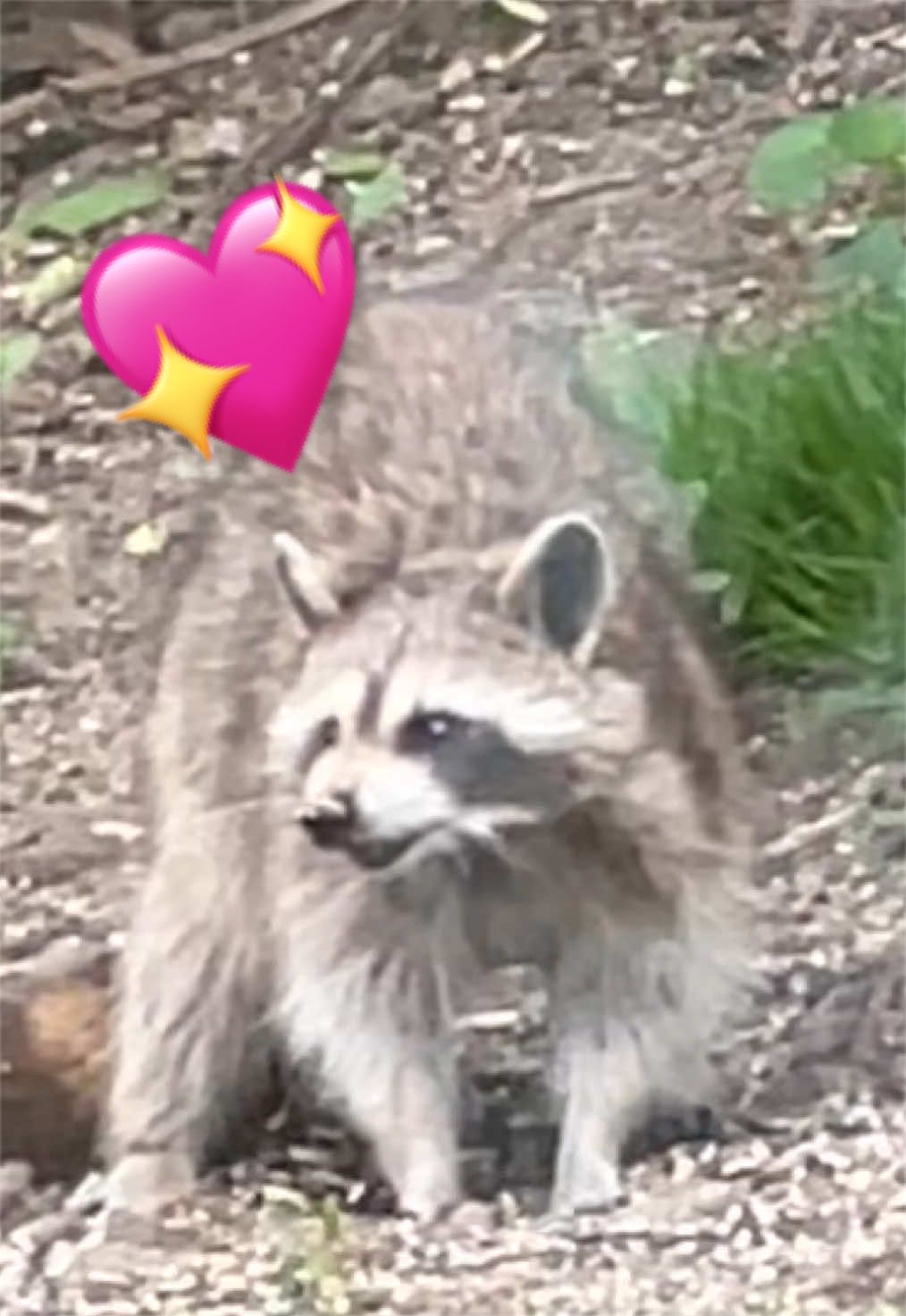 @TheBlazeinPanther