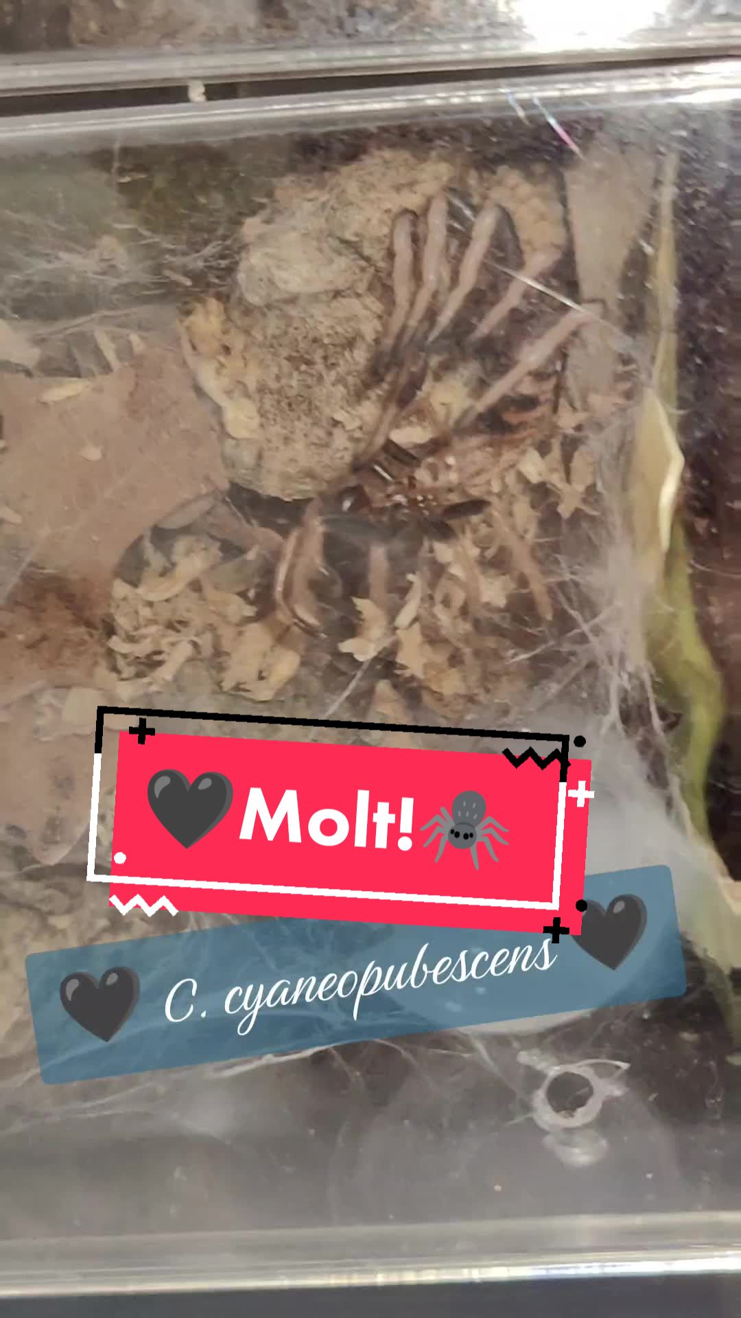 @💀🕷️👻Zaraiya👻🕷️💀