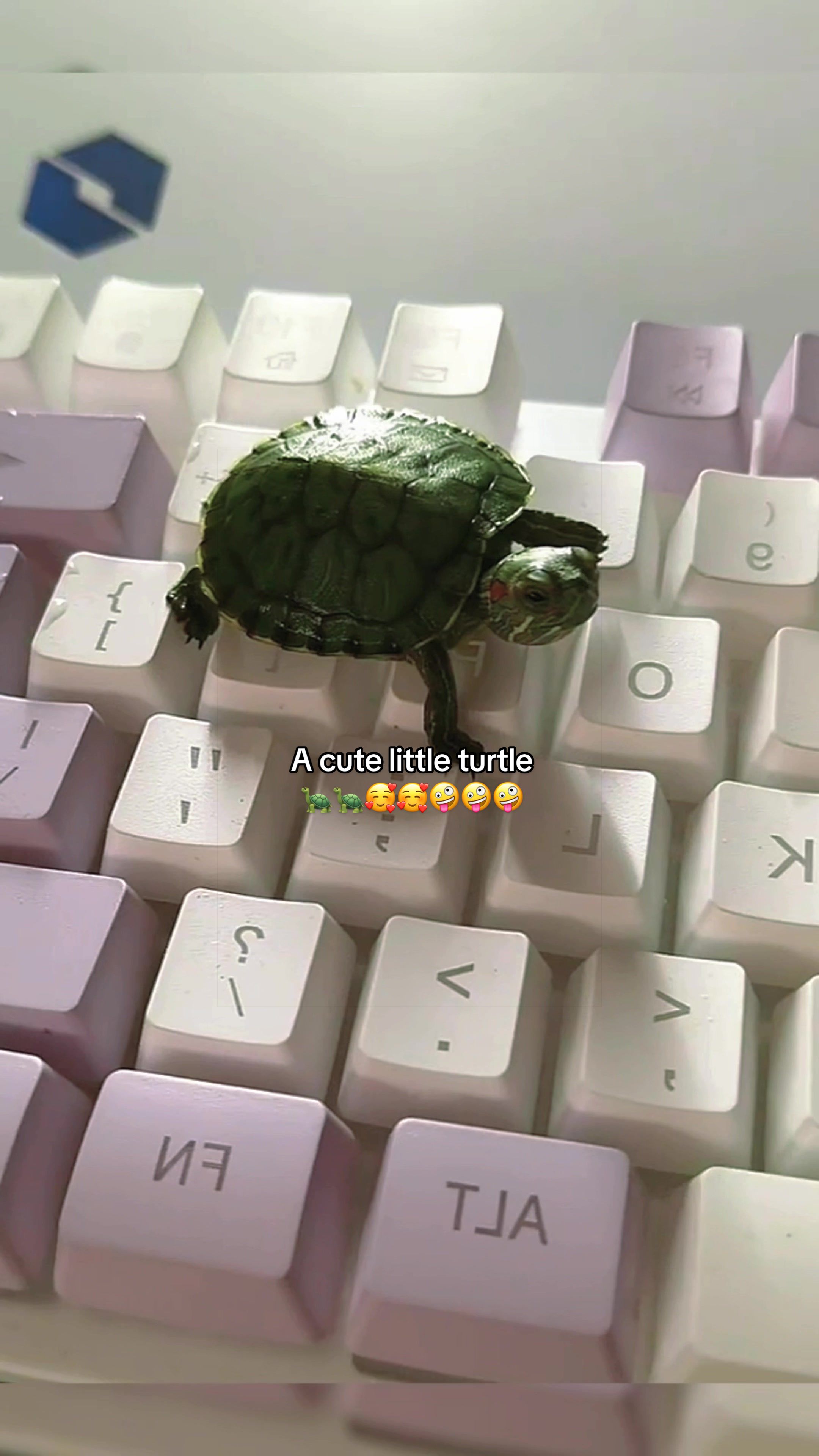 @Mr. Turtle