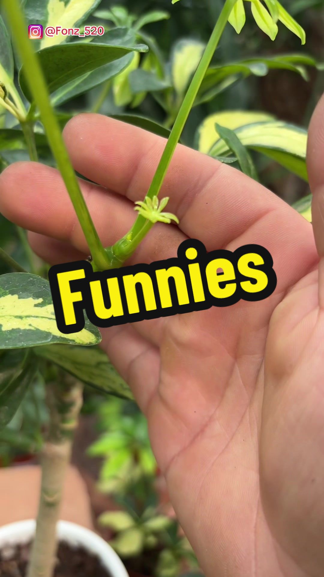 @Fonztradamus