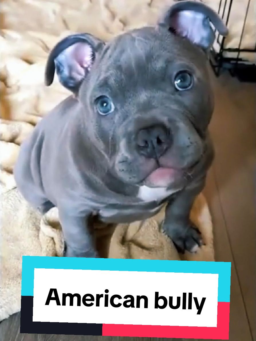 @petworld360