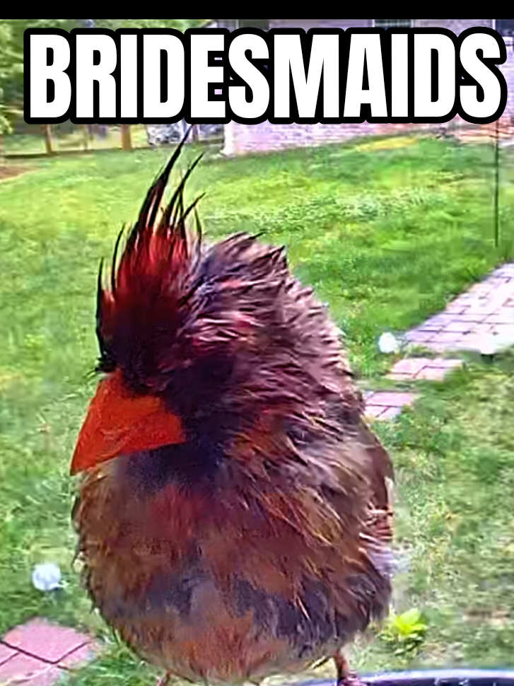 @Dobie/ Chicken Mom, & Bird ❤️r