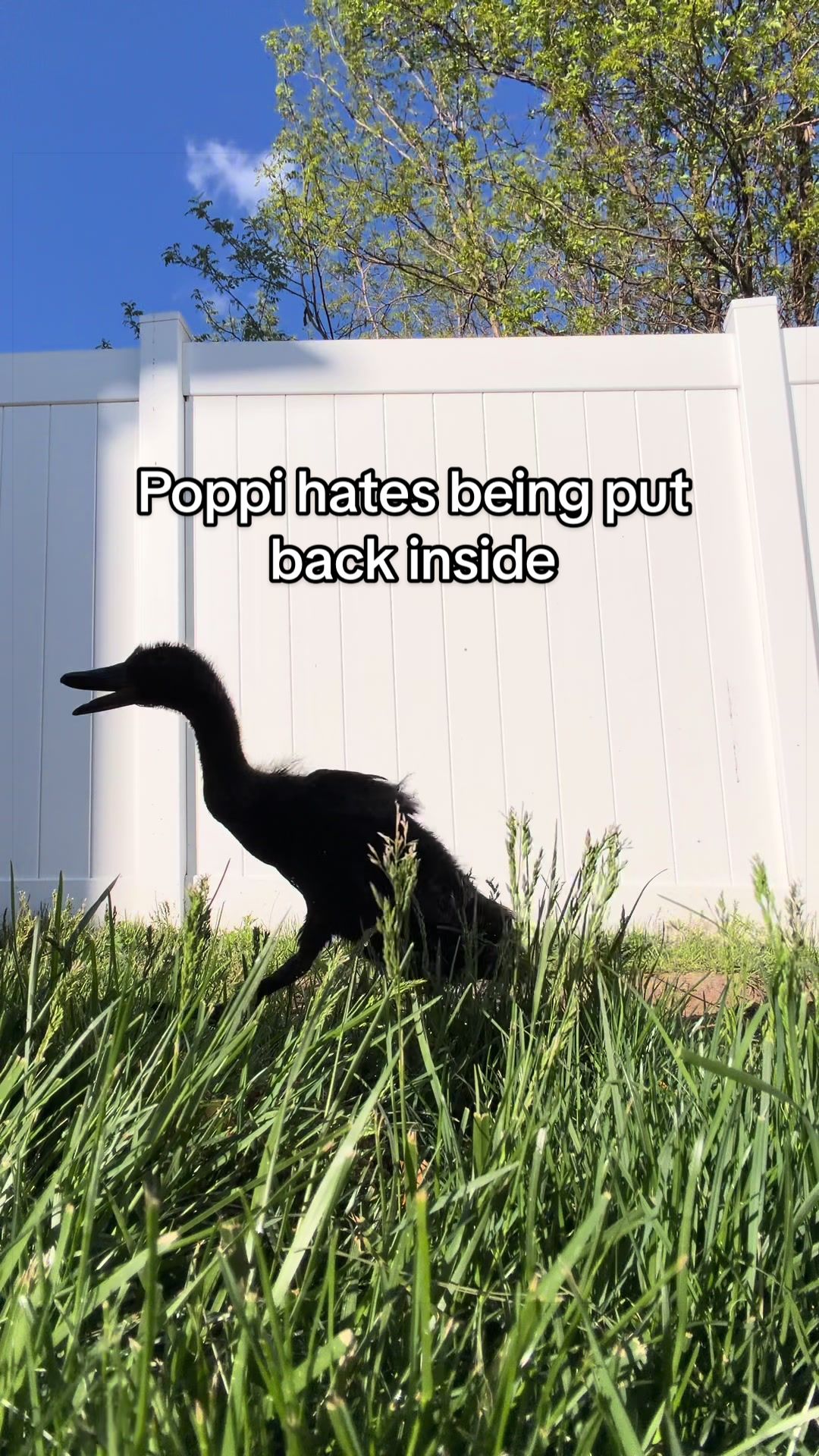 @hpan9