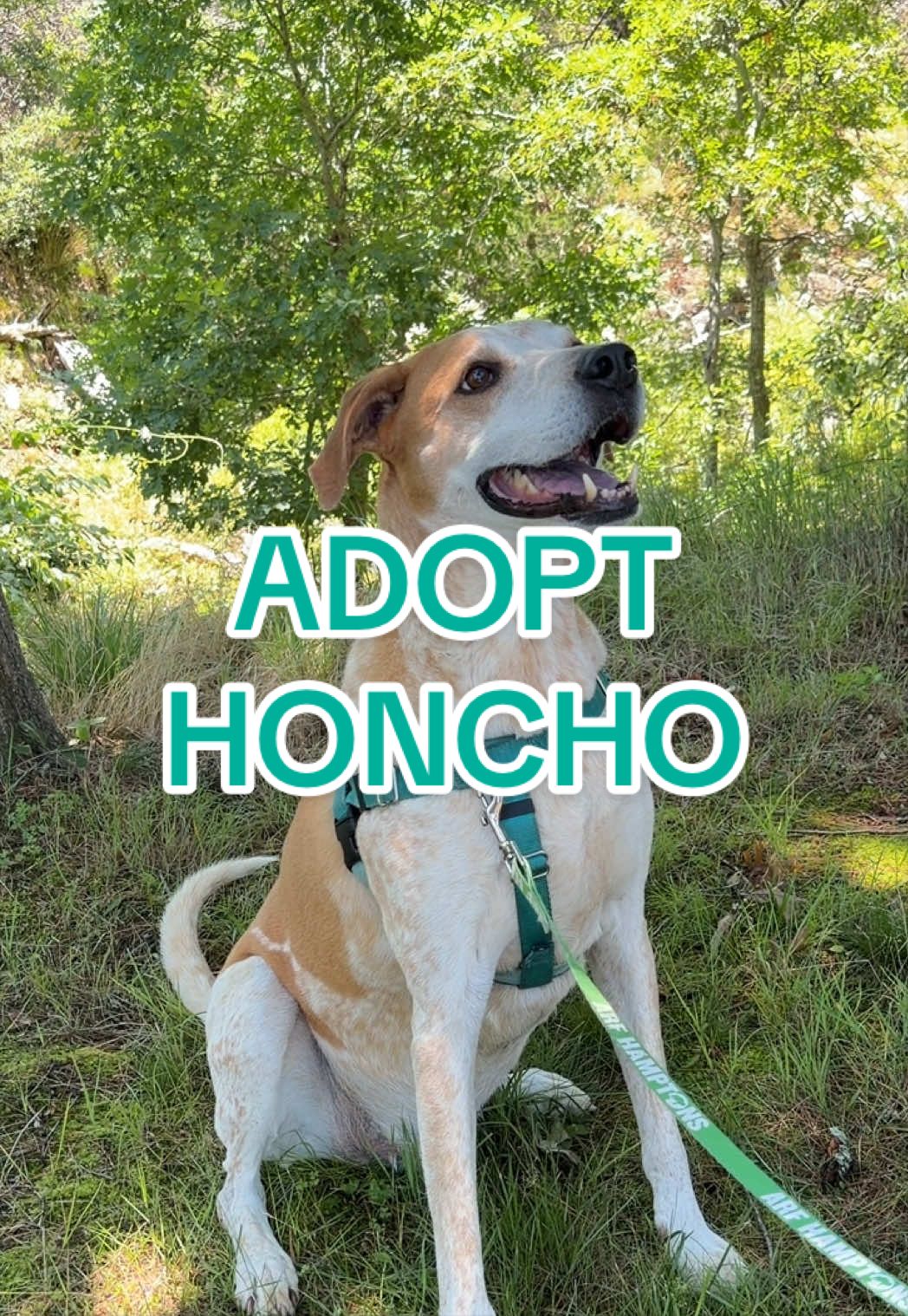 @Adopt a Pet