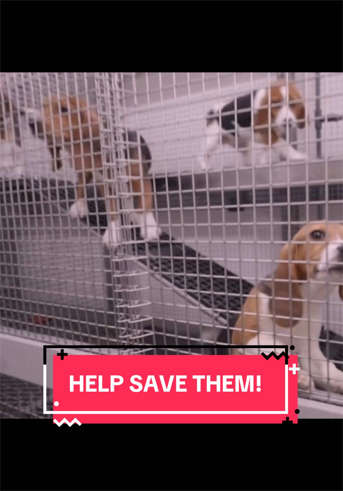 @animalrightsdaily