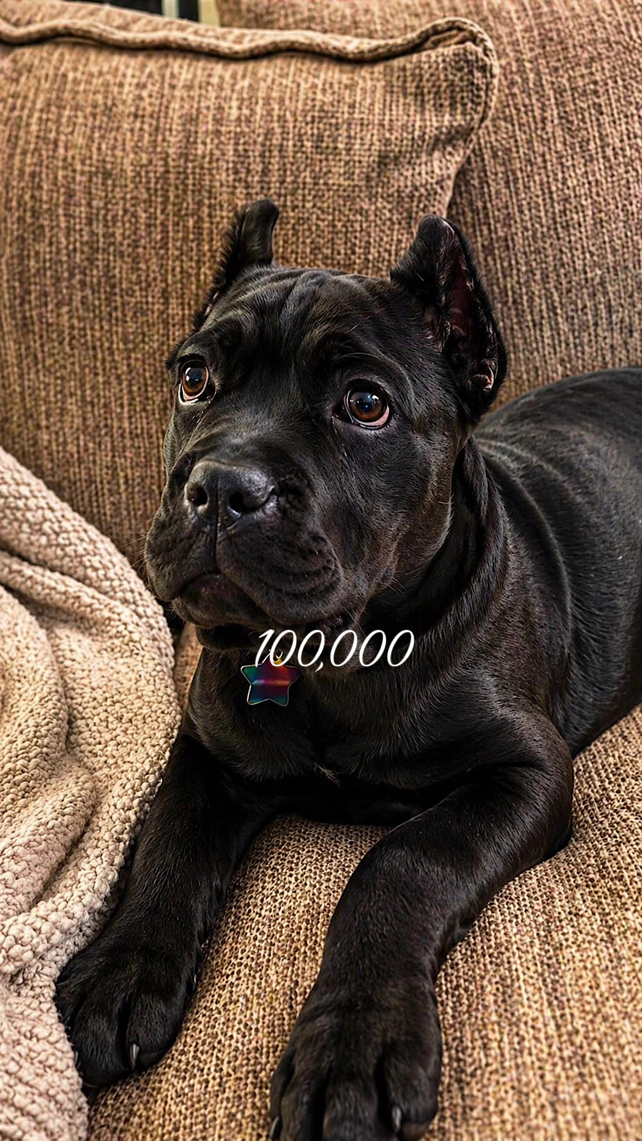 @MyDogMargot