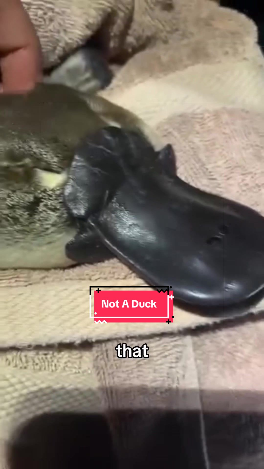 @Snugbarn