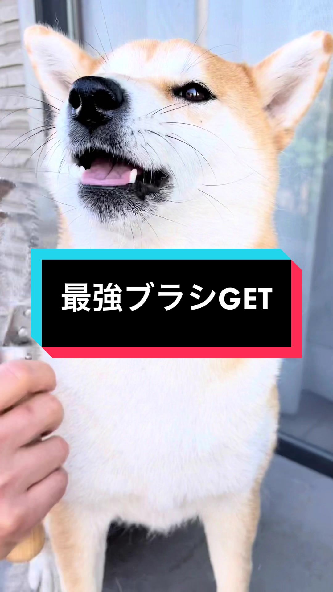 @🧿Mamidogs🧿