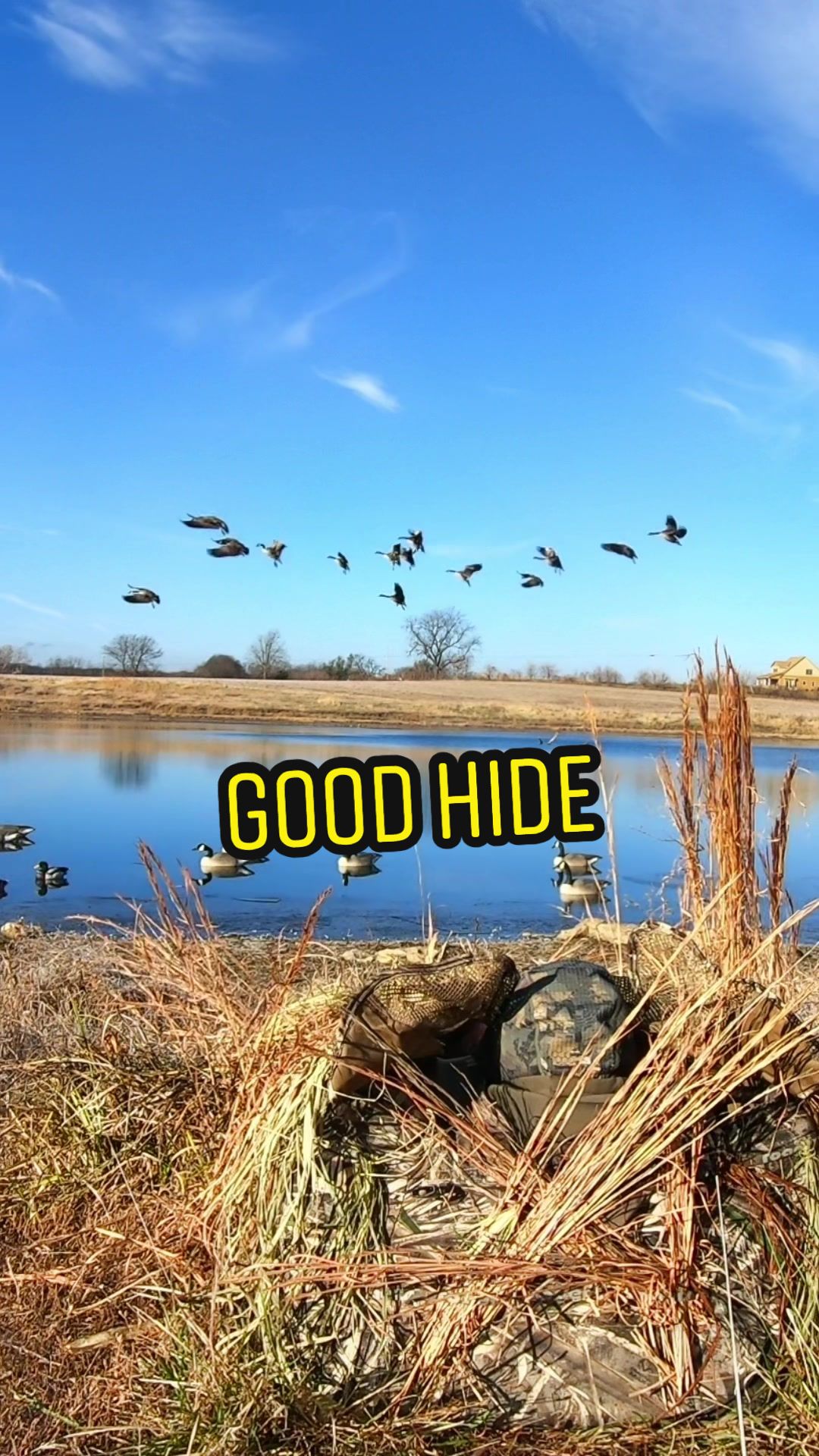 @Birdbath Waterfowl🦆