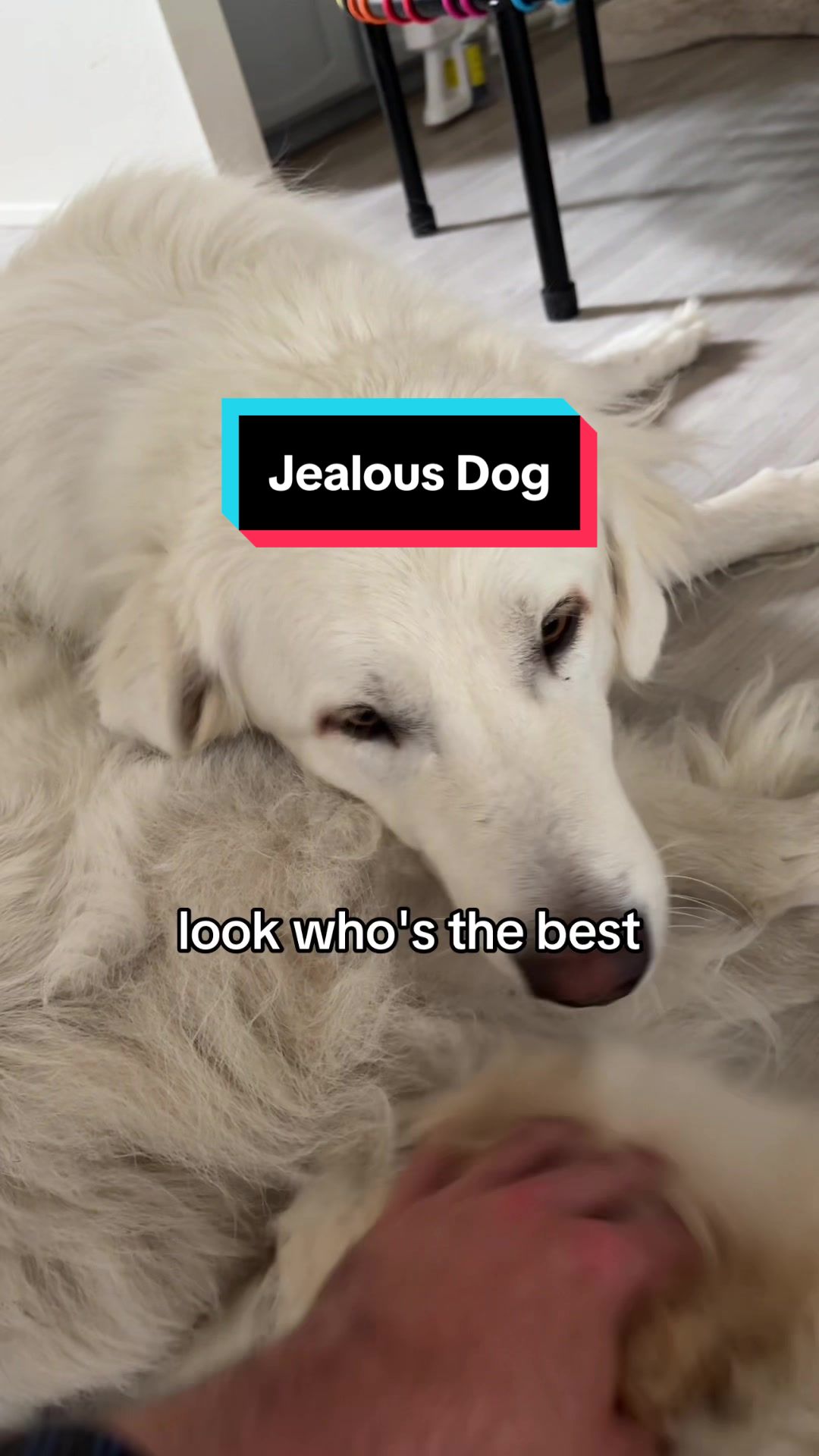 @PyreneesDogs