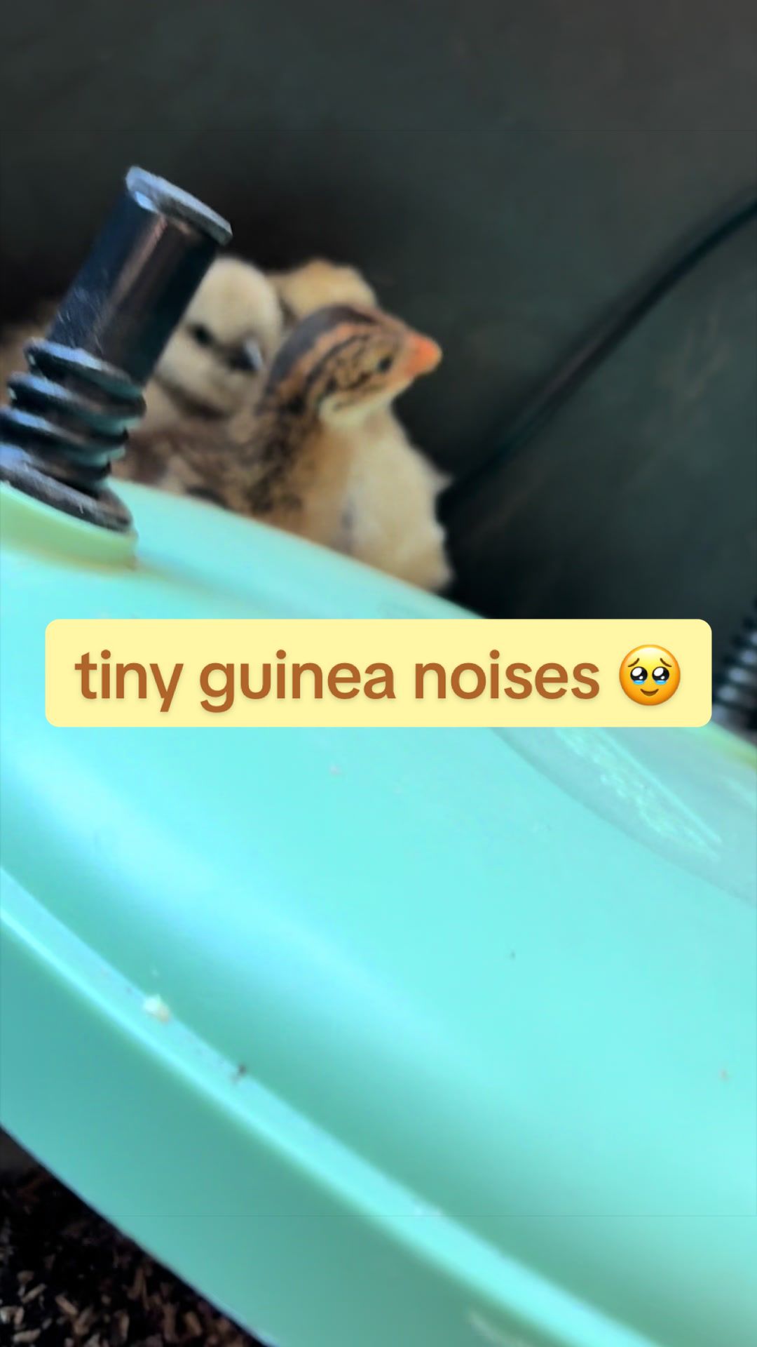 @Amy Jo | Eggnigma Holler 🐔