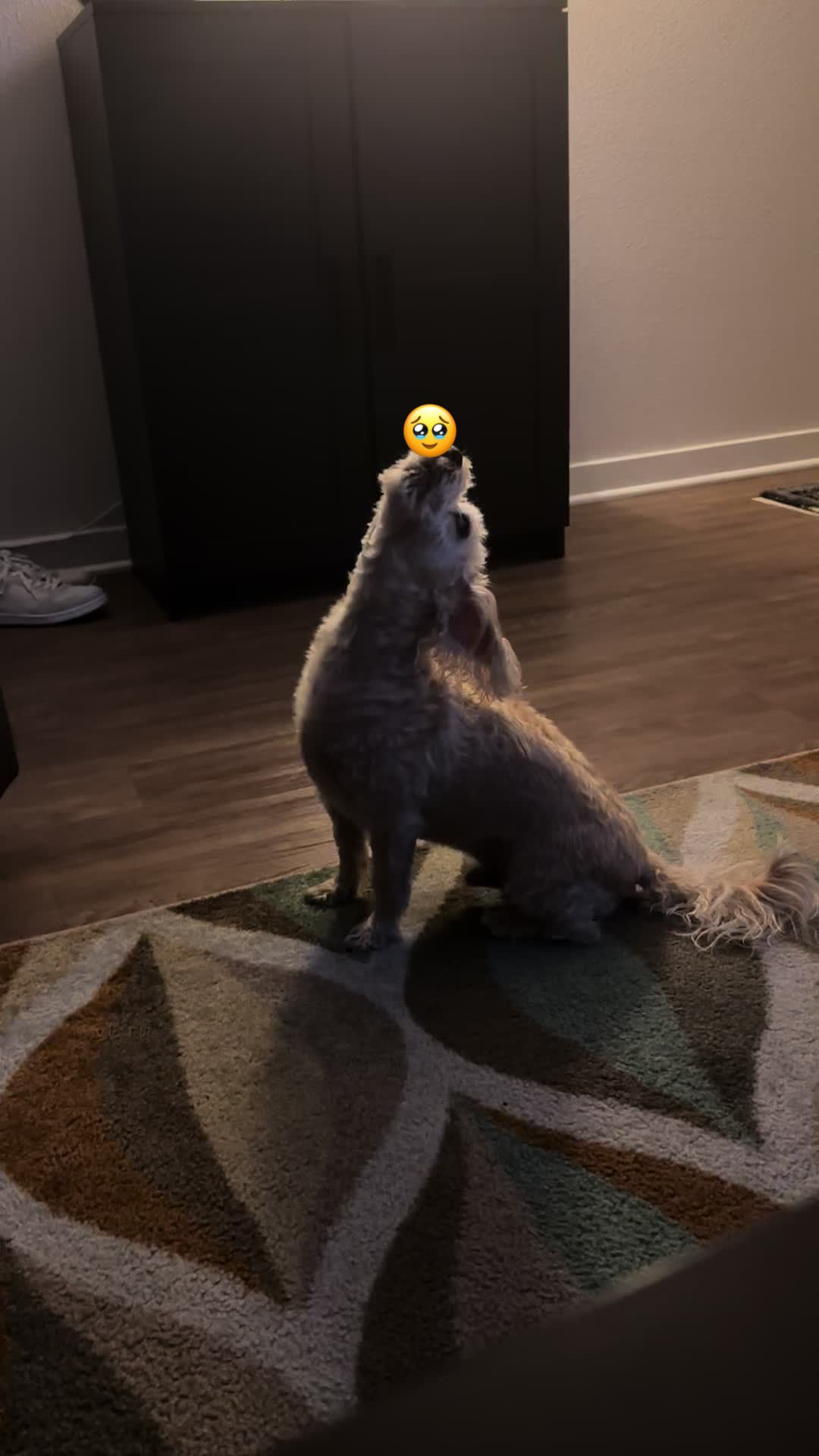 @He Was A PoodleBoi