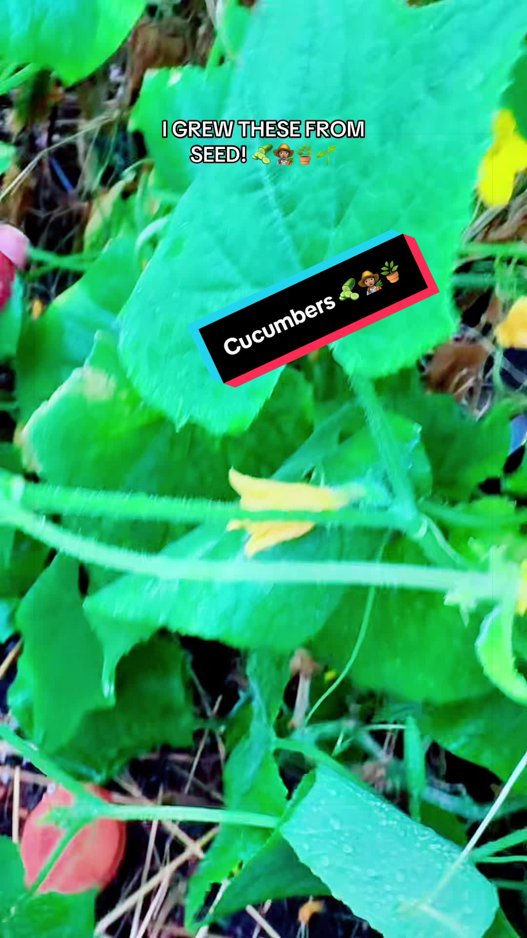 @TeeTee ❌♋️🦀