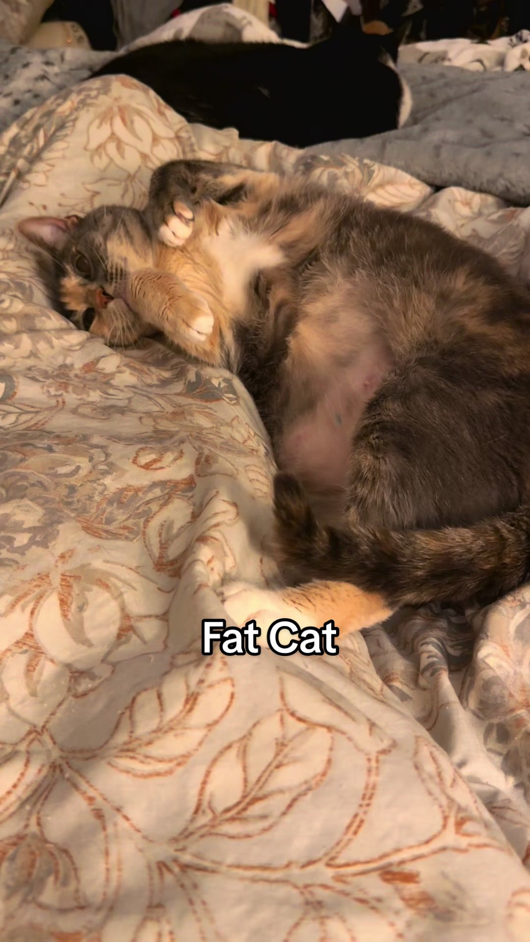 @KittKat❌🐾