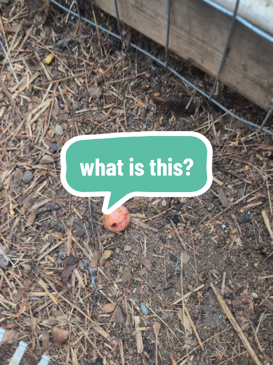@Chickens & Bullies
