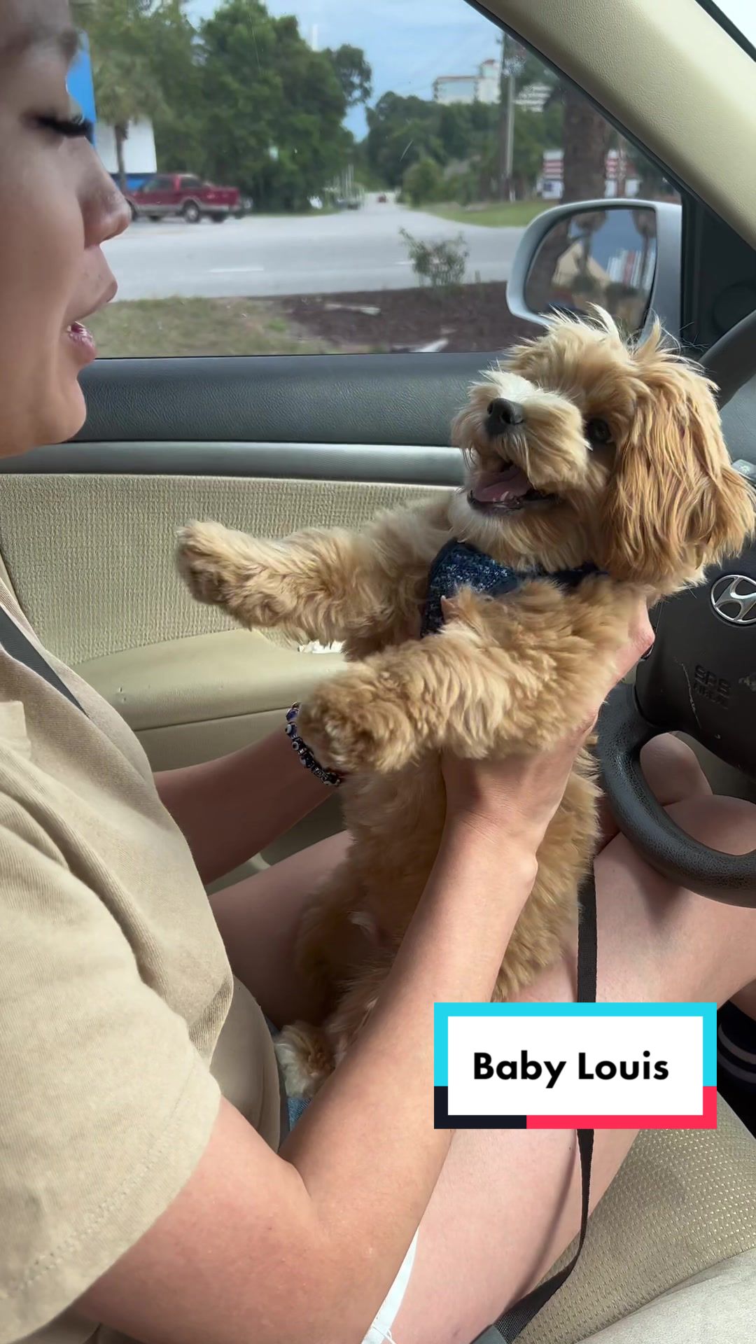 @Louis the Maltipoo