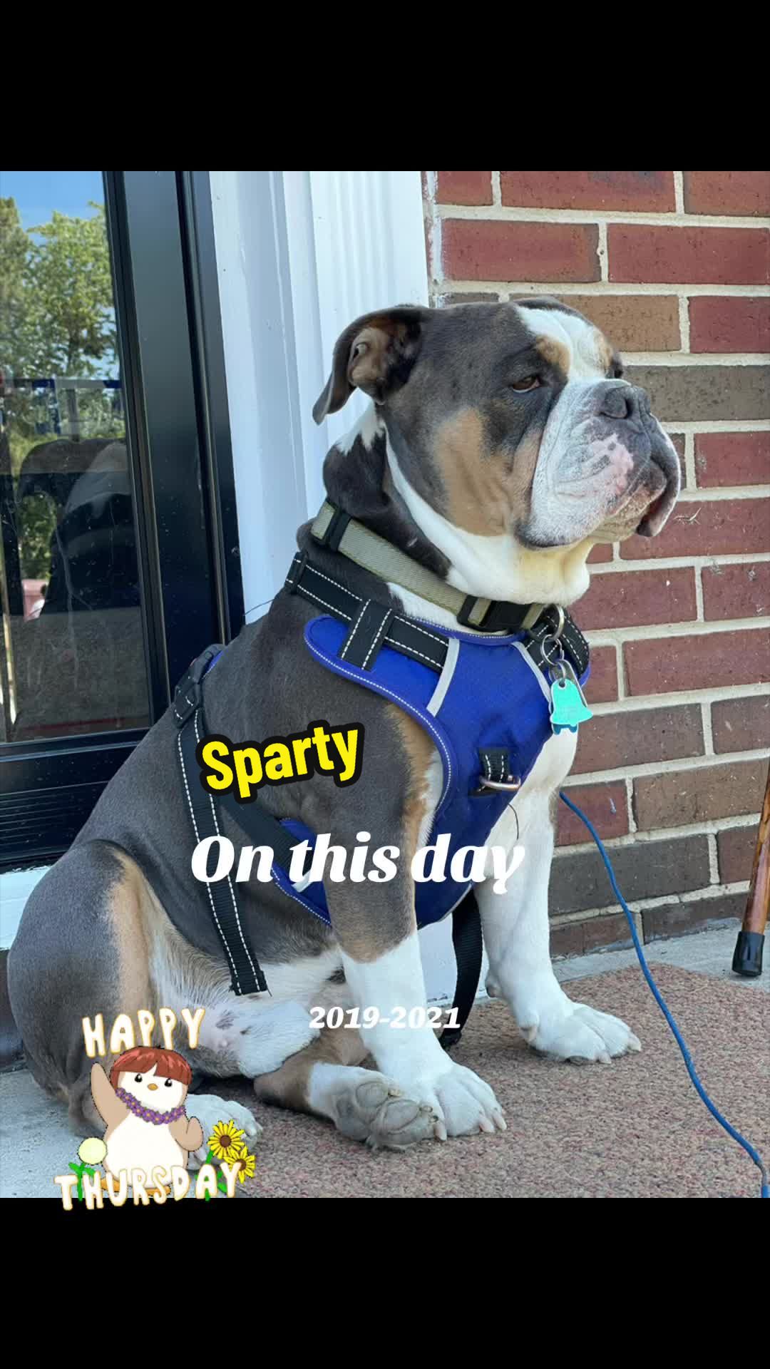 @Zora the bulldog