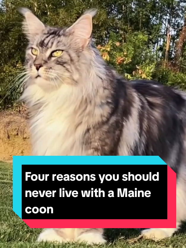 @The pet post