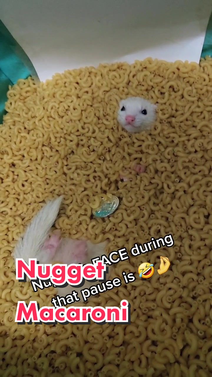 @FuffyFerrets