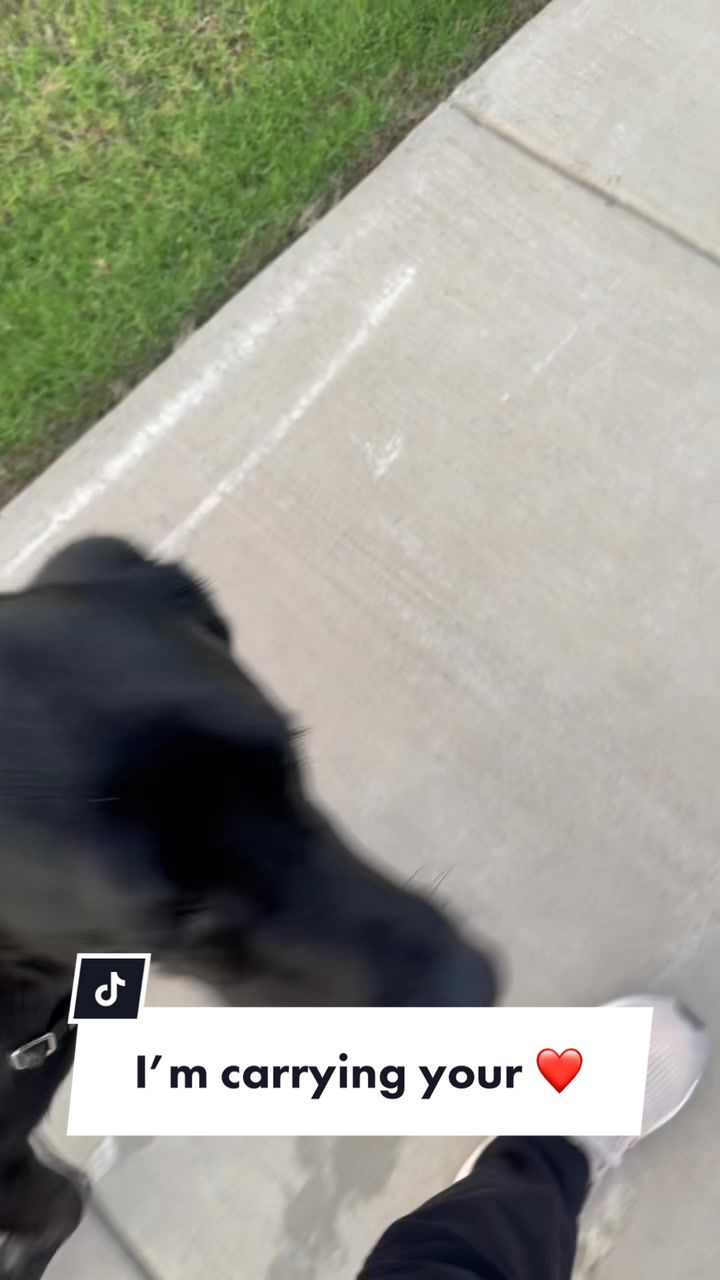 @Huxley Knox the Black Lab