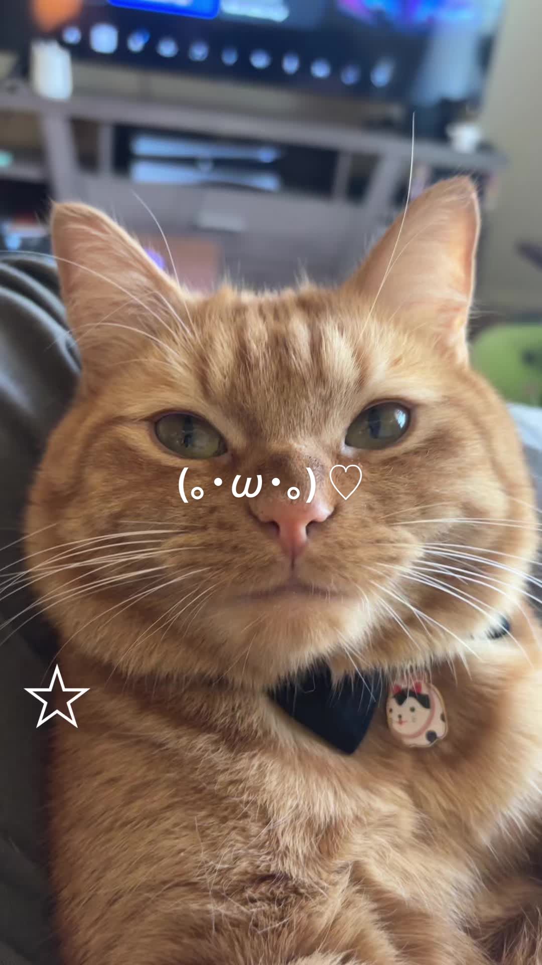 @cowboycatdad