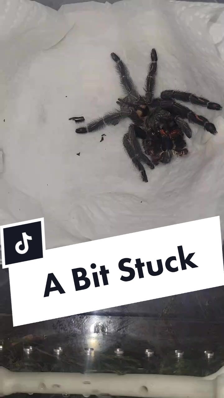 @💀🕷️👻Zaraiya👻🕷️💀