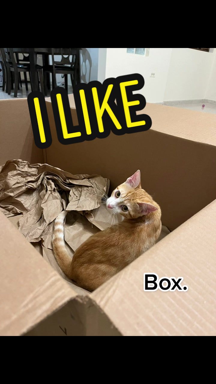 @The Fur Babies 🐈 🐈&zwj;⬛ 🐕