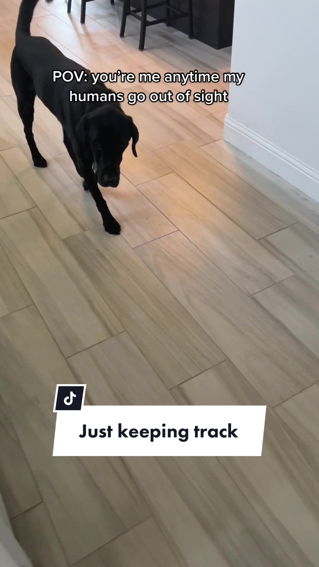 @Huxley Knox the Black Lab