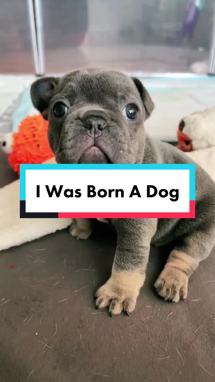 @Maki&ensp;the&ensp;Frenchie
