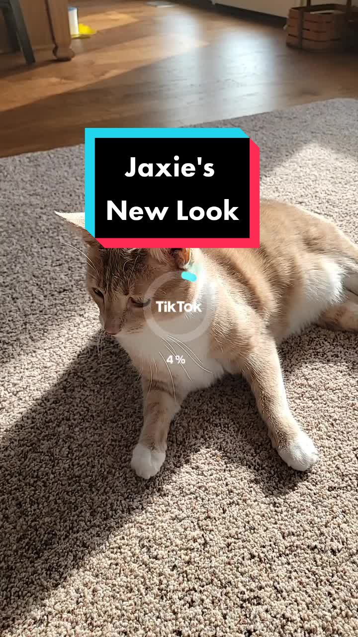 @Flannel Pants and Kitties