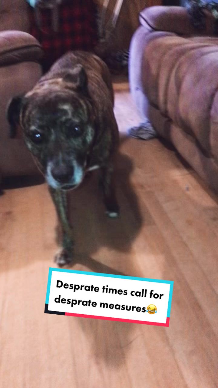 @Dollie the Doggo🐶